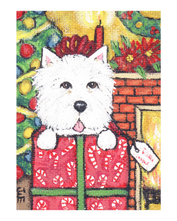 West Highland Terrier In Christmas Package