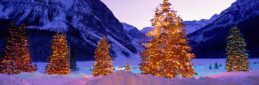 Lighted Christmas Trees, Chateau Lake Louise, Lake Louise, Alberta, Canada