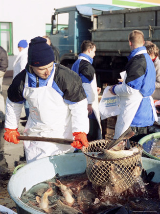 Vendor Fishing out Live Carp from Large Tub on the Street for Christmas Eve, Prague