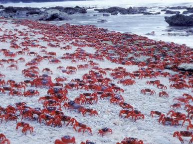 Masses of Christmas Island Red Crabs Spawning on the Beach